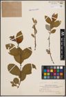 Foto von Salix caprea L.